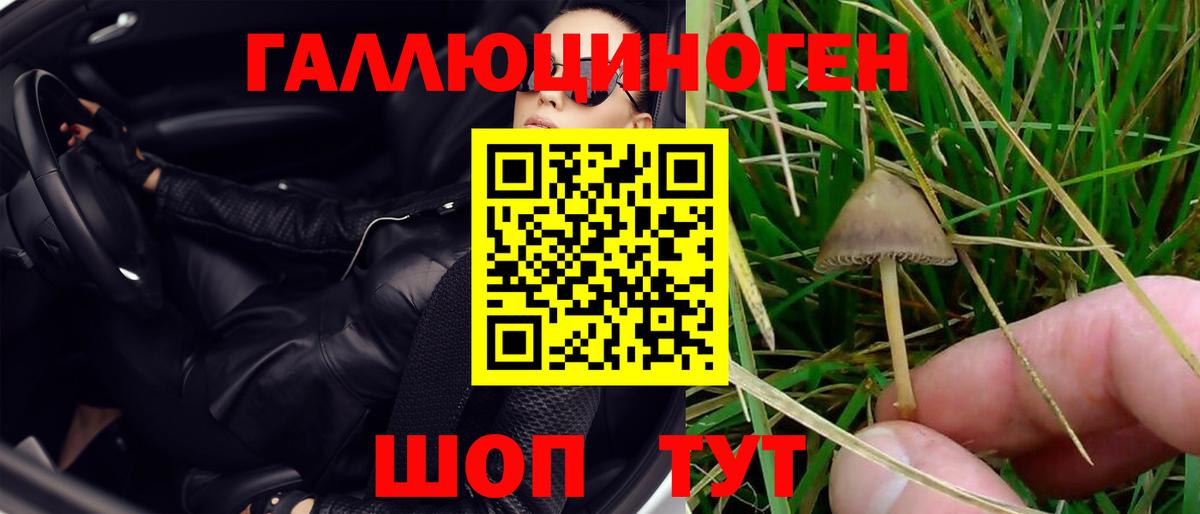 Псилоцибиновые грибы Psilocybe Кулебаки